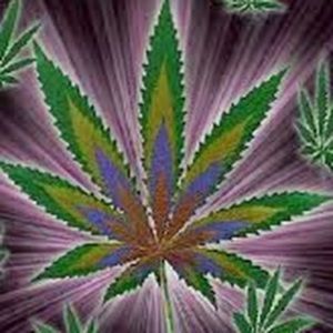 Meet your Posher, Devon